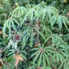 Schefflera Taiwaniana -MAO PLANTES Magasin 1