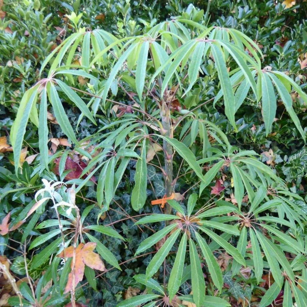 Schefflera Taiwaniana 3 Schefflera Taiwaniana