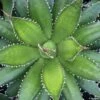 Agave Horrida -MAO PLANTES Magasin AGAVE horrida IF 18988 1
