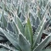 Agave Kerchovei -MAO PLANTES Magasin AGAVE kerchovei IF 18989 1