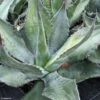 Agave Salmiana - Agave De Salm -MAO PLANTES Magasin AGAVE salmiana IF 189910 1