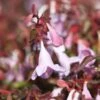 Abelia Pinky Bells 1 Abelia Pinky Bells -MAO PLANTES Magasin Abelia Pinky Bells Noble 83904 1