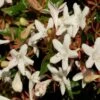 Abelia Grandiflora Sherwood -MAO PLANTES Magasin Abelia grandiflora Sherwood 1000132 1