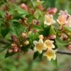 Abelia X Grandiflora Sunny Charm - Abélia à Grandes Fleurs. -MAO PLANTES Magasin Abelia x grandiflora Sunny Charm MINDUO1 82321 1