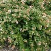 Abelia Zanderi Little Richard -MAO PLANTES Magasin Abelia zanderi Little Richard 83905 1
