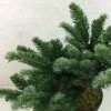 Abies Amabilis Spreading Star - Sapin Gracieux Nain -MAO PLANTES Magasin Abies amabilis Spreading Star 607002 1