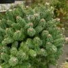 Sapin Nain - Abies Balsamea Piccolo