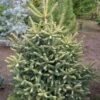 Sapin D'Espagne Doré - Abies Pinsapo Aurea -MAO PLANTES Magasin Abies pinsapo Aurea 89183 1