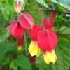 Abutilon Megapotamicum - Abutilon Du Grand Fleuve. -MAO PLANTES Magasin Abulilon megapotamicum 83213 1