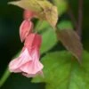 Abutilon Pink Charm 2 Abutilon Pink Charm -MAO PLANTES Magasin Abutilon Pink Charm V 18700 1