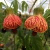 Abutilon Striatum Redvein 2 Abutilon Striatum Redvein -MAO PLANTES Magasin Abutilon redvein IF 17337 1