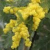 Acacia Dealbata Gaulois Astier GREFFE - Mimosa Des Fleuristes 1 Acacia Dealbata Gaulois Astier GREFFE - Mimosa Des Fleuristes -MAO PLANTES Magasin Acacia dealbata Gaulois Astier GREFFE 85885 1