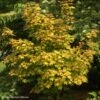 Erable Hybride - Acer X Orientalia Minorient -MAO PLANTES Magasin Acer X ORIENTALIA Minorient 83936 1