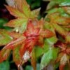 Acer Cappadocicum Rubrum - Érable De Colchide Rouge -MAO PLANTES Magasin Acer cappadocicum Rubrum 87168 1 1