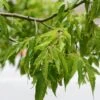 Érable à Feuille De Frêne - Acer Negundo -MAO PLANTES Magasin Acer negundo 781530 1