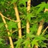 Érable Du Japon Bi Hoo - Acer Palmatum -MAO PLANTES Magasin Acer palmatum Bi Hoo 89579 1