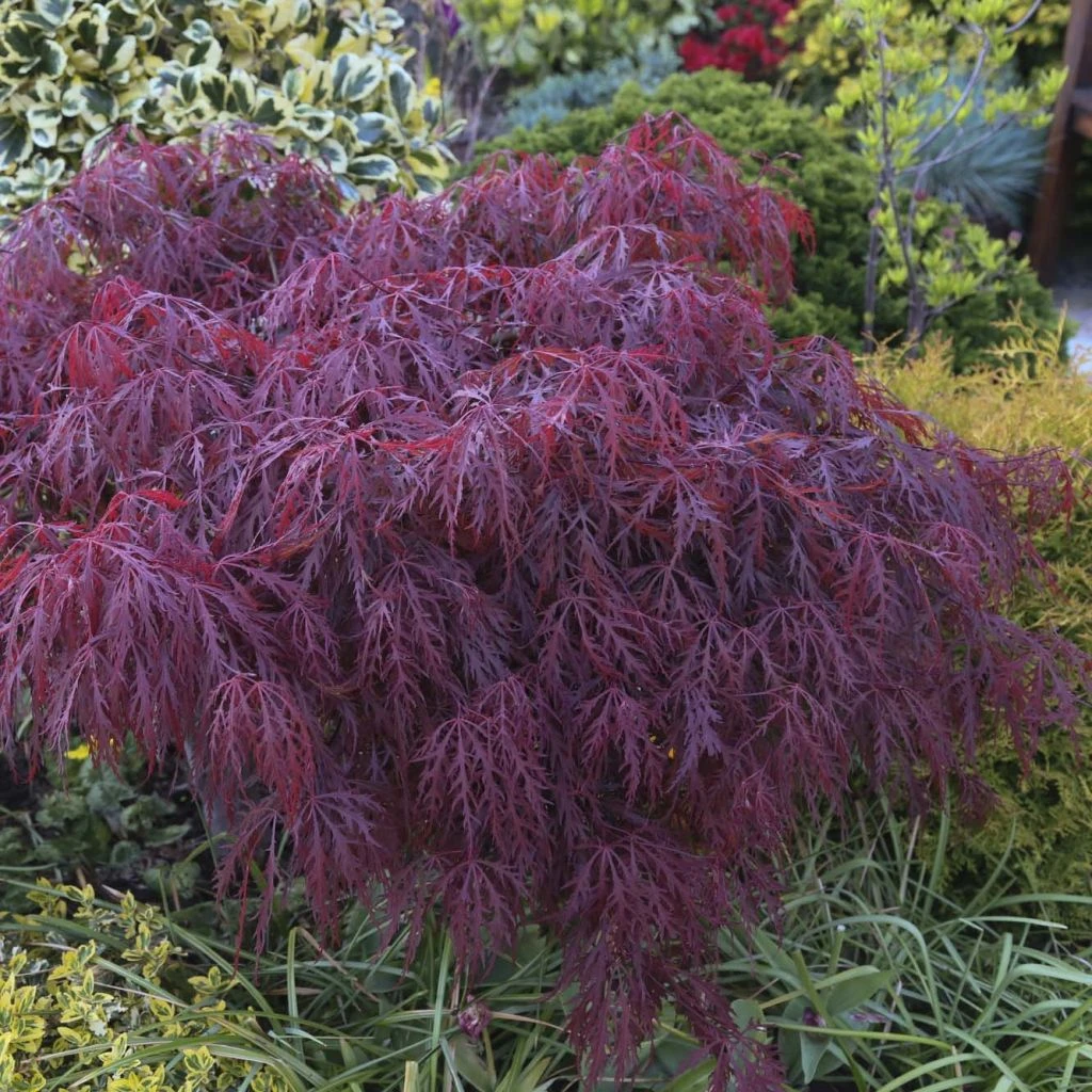 Érable Du Japon - Acer Palmatum Crimson Queen 3 Érable Du Japon - Acer Palmatum Crimson Queen