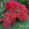 Érable Du Japon - Acer Palmatum Emerald Lace -MAO PLANTES Magasin Acer palmatum Emerald Lace 1000292 1