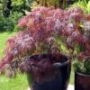 Erable Du Japon - Acer Palmatum Inaba-Shidare