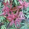 Érable Du Japon Jerre Schwartz - Acer Palmatum 1 Érable Du Japon Jerre Schwartz - Acer Palmatum -MAO PLANTES Magasin Acer palmatum Jarre Schwartz 89581 1
