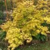 Acer Palmatum Orange Dream -MAO PLANTES Magasin Acer palmatum Orange Dream copyright 7815502 1