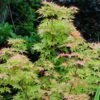 Erable Du Japon - Acer Palmatum Sangokaku (Senkaki) -MAO PLANTES Magasin Acer palmatum Sangokaku Senkaki 83923 1