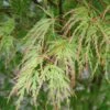Érable Du Japon - Acer Palmatum Seiryu -MAO PLANTES Magasin Acer palmatum Seiryu 1002392 1
