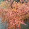Erable Du Japon - Acer Palmatum Villa Taranto 2 Erable Du Japon - Acer Palmatum Villa Taranto -MAO PLANTES Magasin Acer palmatum Villa taranto 83928 1