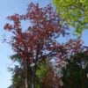 Acer Platanoides Royal Red - Érable Plane -MAO PLANTES Magasin Acer pseudoplatanus Royal Red 87178 1
