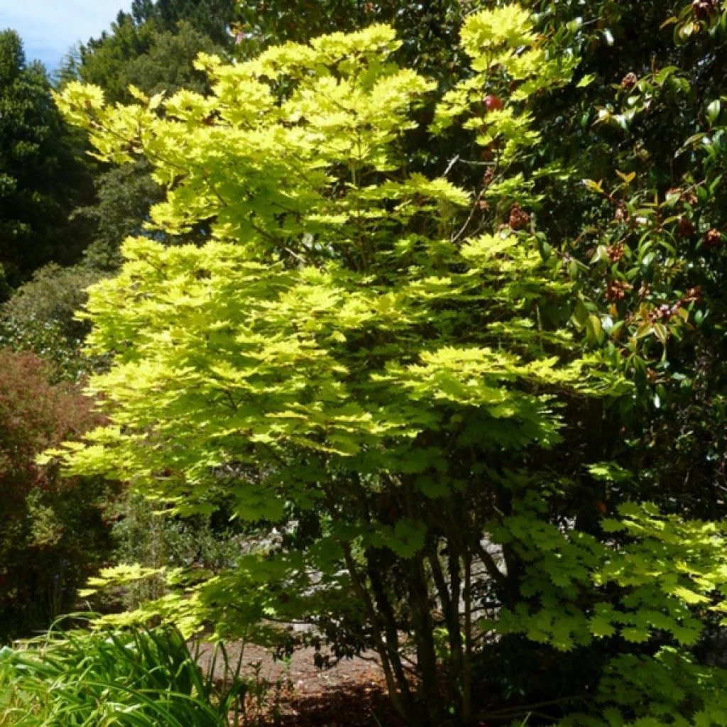 Érable Du Japon - Acer Shirasawanum Aureum 3 Érable Du Japon - Acer Shirasawanum Aureum
