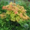 Érable Du Japon - Acer Shirasawanum Autumn Moon 2 Érable Du Japon - Acer Shirasawanum Autumn Moon -MAO PLANTES Magasin Acer shirasawanum Autumn moon 83917 1