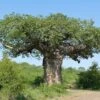 Adansonia Digitata - Baobab Africain 2 Adansonia Digitata - Baobab Africain -MAO PLANTES Magasin Adansonia digitata 89876 1