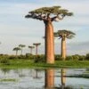 Adansonia Grandidieri - Baobab De Madagascar -MAO PLANTES Magasin Adansonia grandidieri 89877 1