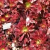 Aeonium Arboreum Garnet - Aeonium En Arbre -MAO PLANTES Magasin Aeonium arboreum Garnet Aeonium en arbre LD 18016 1