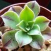 Aeonium Leucoblepharum -MAO PLANTES Magasin Aeonium leucoblepharum LD 18019 1