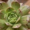 Aeonium Occidentale 1 Aeonium Occidentale -MAO PLANTES Magasin Aeonium occidentale V 18020 1