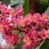 Aesculus Carnea Briotii - Marronnier à Fleurs Rouges -MAO PLANTES Magasin Aesculus carnea Briotii 88707 1