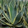 Agave Americana Variegata - Agave D'Amérique -MAO PLANTES Magasin Agave americana Variegata 83219 1
