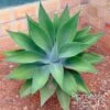 Agave Attenuata - Agave à Cou De Cygne -MAO PLANTES Magasin Agave attenuata 87652 1