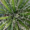 Agave Filifera -MAO PLANTES Magasin Agave filifera copyright 832202 1