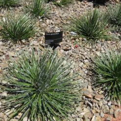 Agave Geminiflora - Agave à Fleurs Jumelles