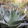Agave Montana -MAO PLANTES Magasin Agave montana 83225 1