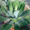 Agave Parryi Neomexicana -MAO PLANTES Magasin Agave parryi neomexicana 83226 1