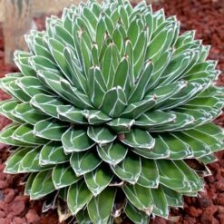 Agave Victoriae Reginae - Agave De La Reine Victoria