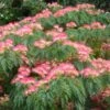 Albizia Julibrissin Ombrella - Arbre à Soie -MAO PLANTES Magasin Albizia julibrissin Ombrella ld wlcutler 781540 1