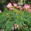 Albizia Julibrissin Rosea - Arbre à Soie Rose -MAO PLANTES Magasin Albizia julibrissin Rosea 87575 1