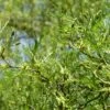 Aulne Glutineux - Alnus Glutinosa Imperialis -MAO PLANTES Magasin Alnus glutinosa Imperialis 82187 1