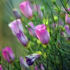 Alyogyne Hakeifolia Melissa Anne - Hibiscus Bleu D'Australie Demie-tige