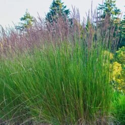 Apodasmia Similis - Restio