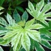Fatsia Japonica Spider's Web - Faux-aralia Panaché -MAO PLANTES Magasin Aralia Fatsia japonica Spider s Web 83007 FE
